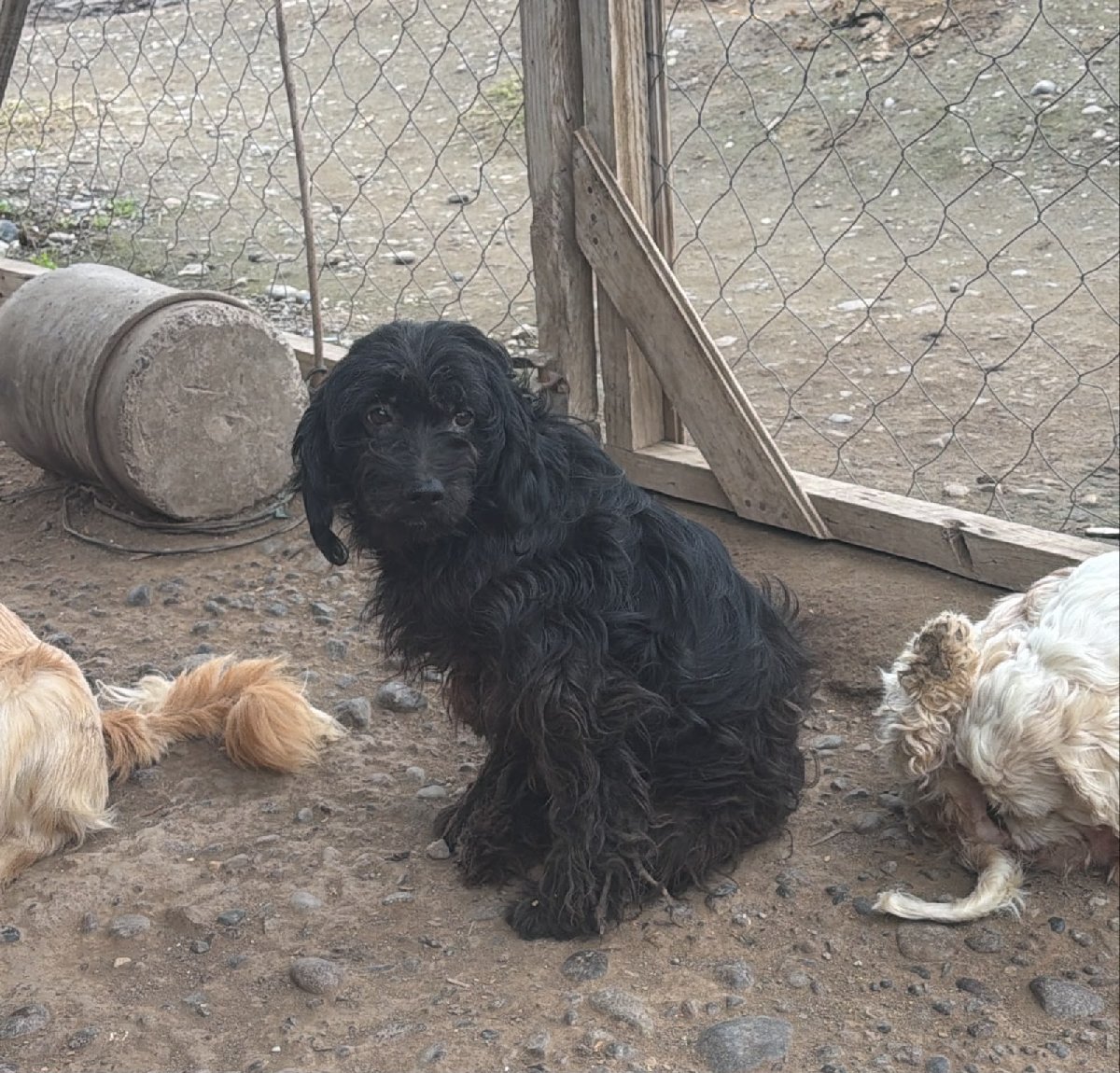 Foto de Pollito