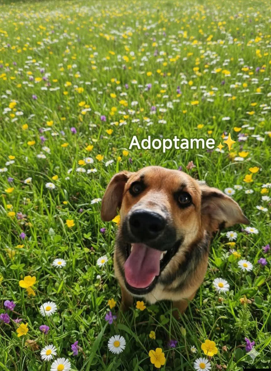 Foto de Perrito, perro en adopción en Retiro