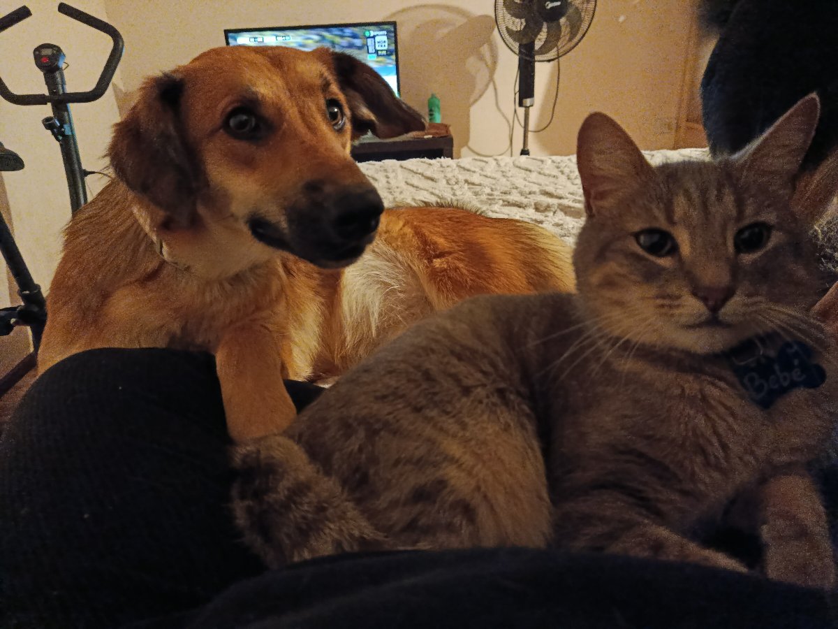 Foto de Perrito