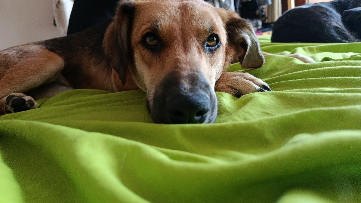 Foto de Perrito