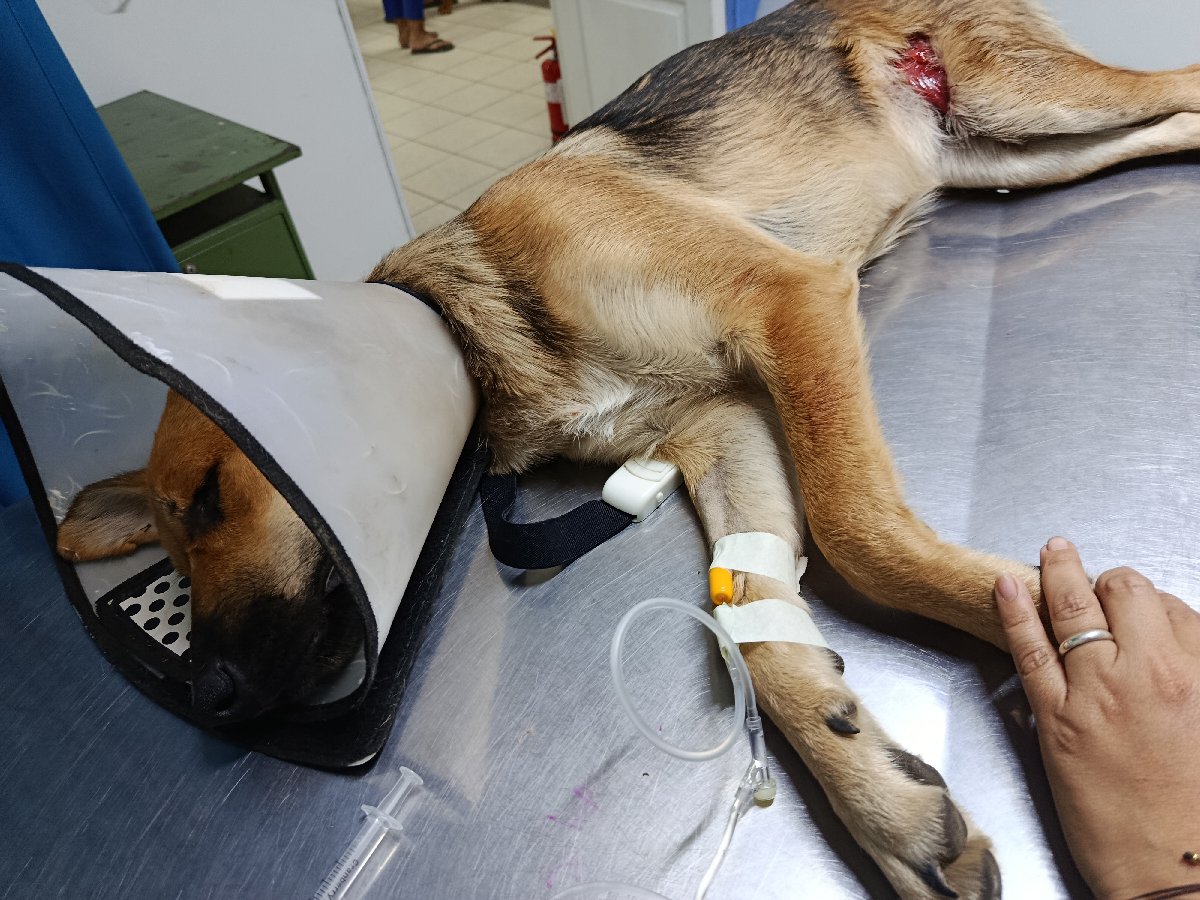 Foto de Perrito
