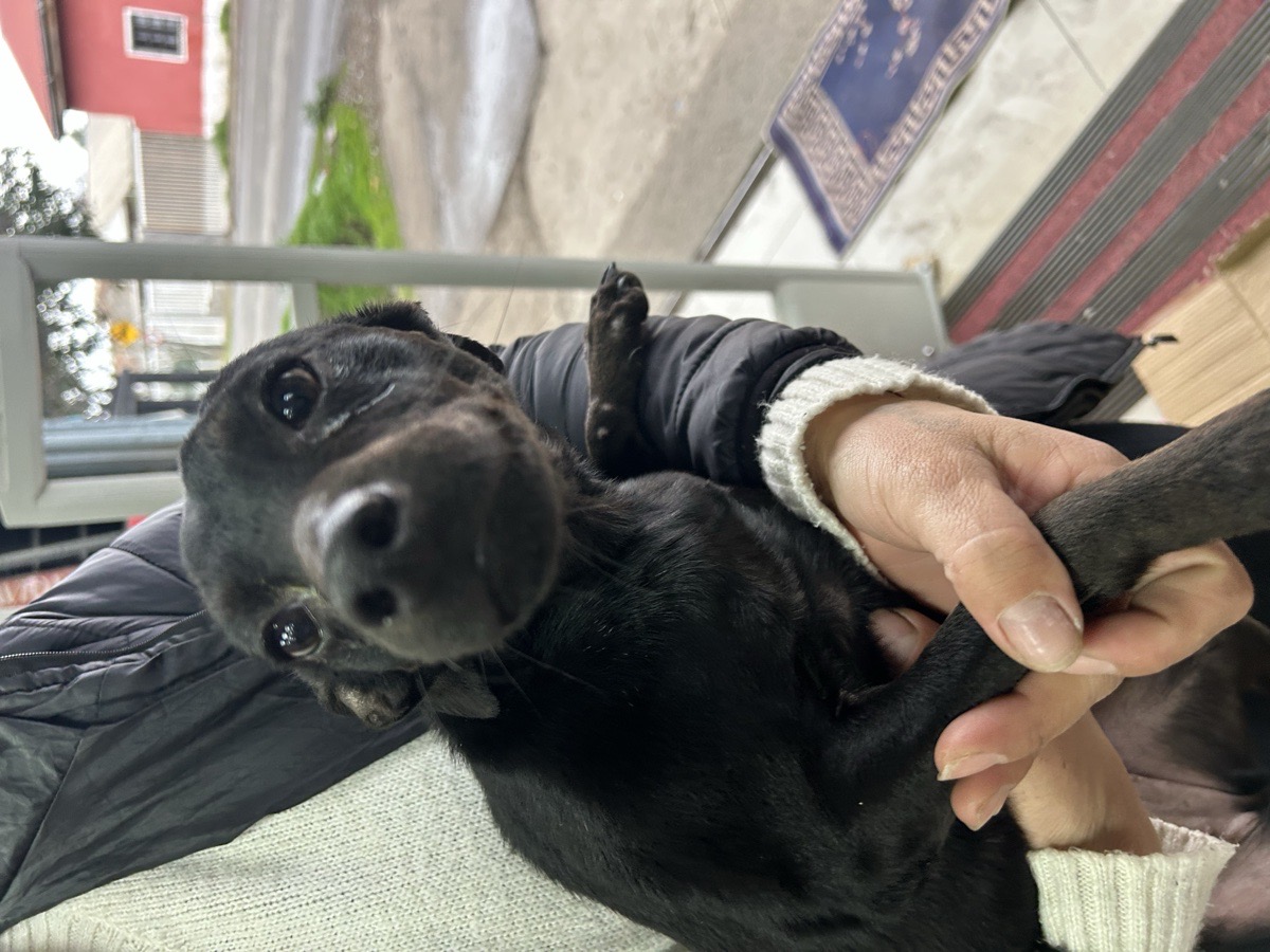 Foto de Perrito