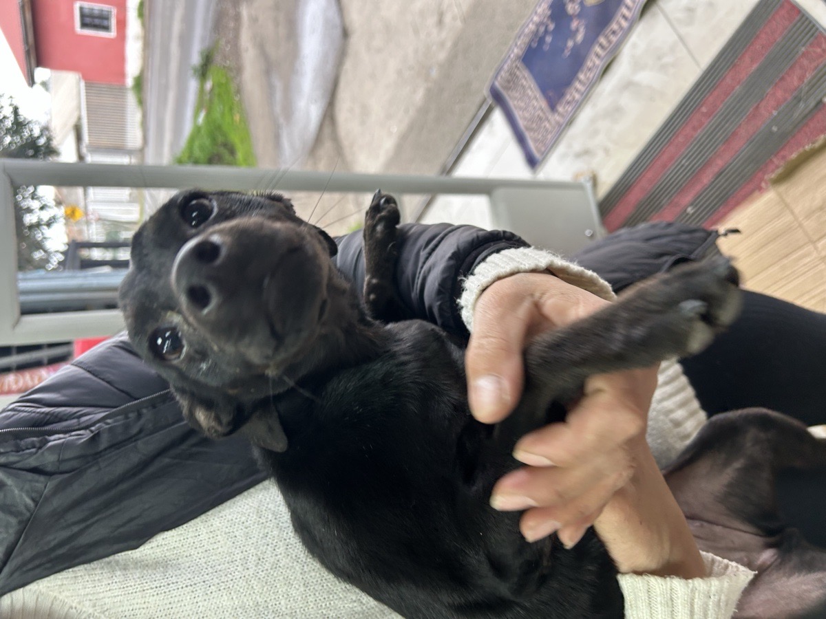 Foto de Perrito