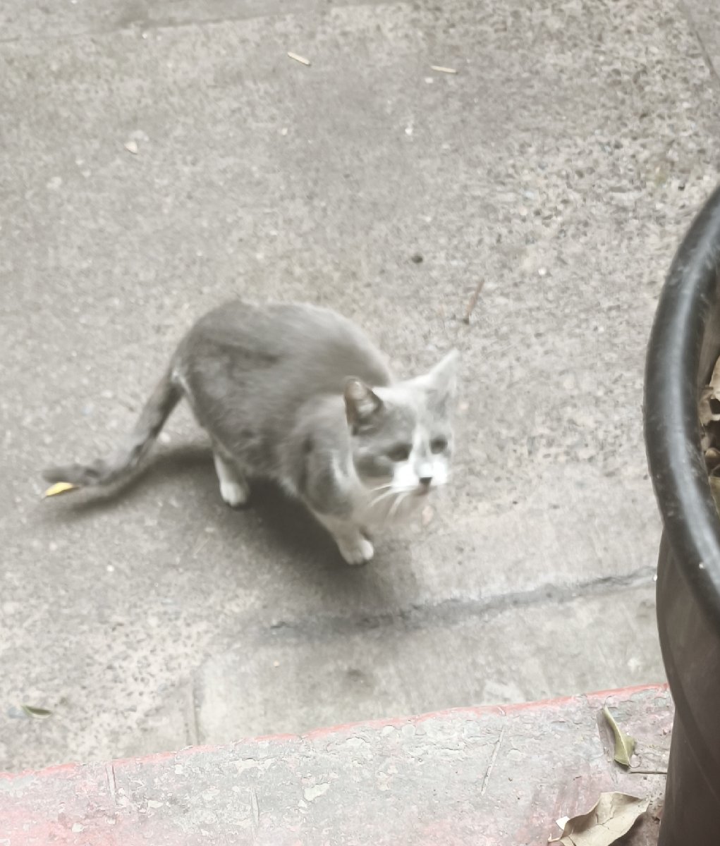 Foto de Gatito