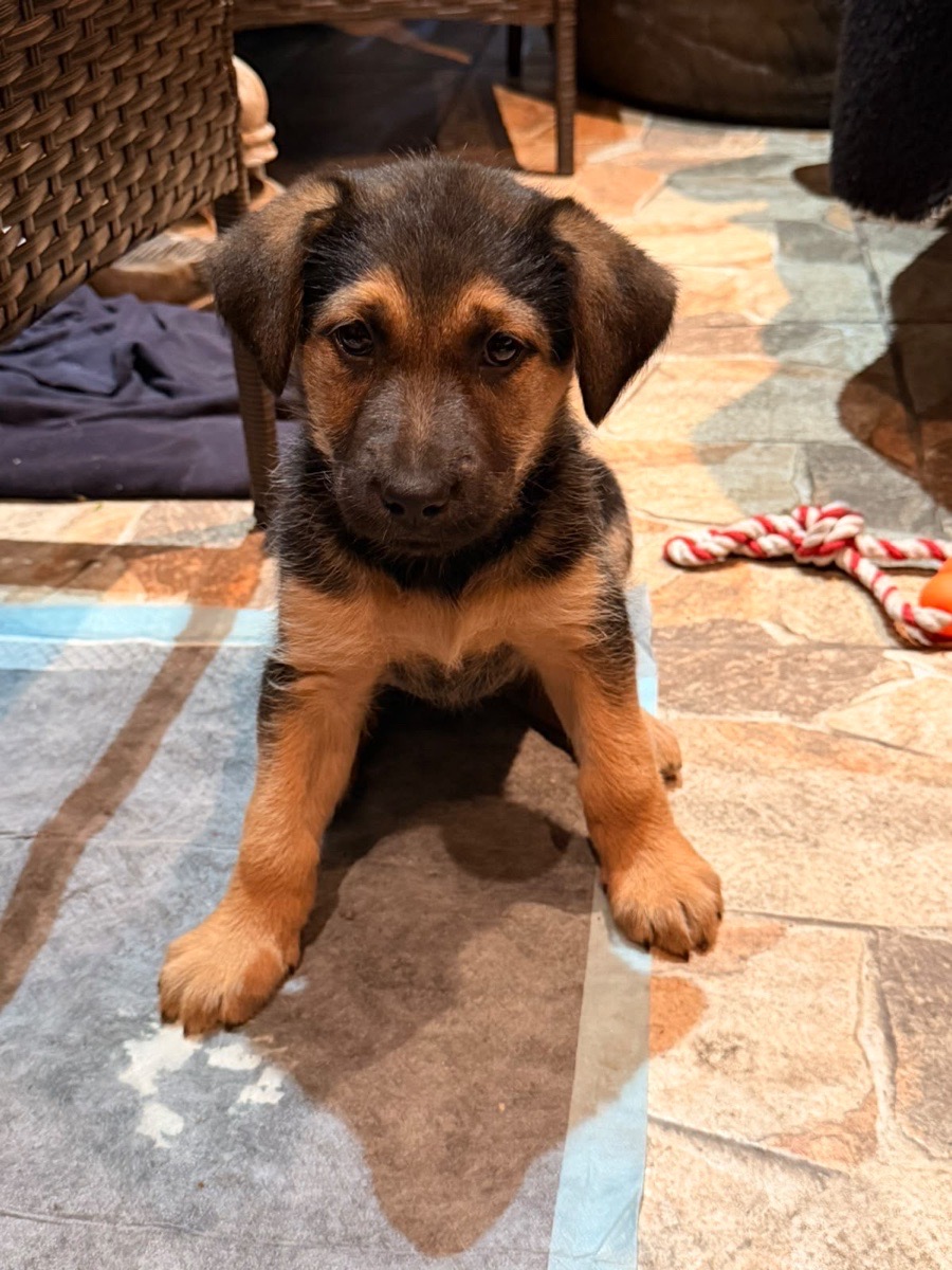 Foto de clarita, perro en adopción en Santiago