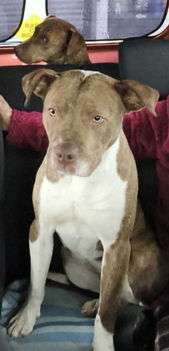 Foto de Perrito