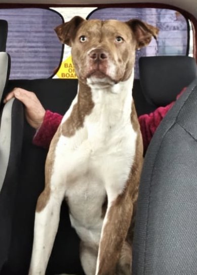Foto de Perrito