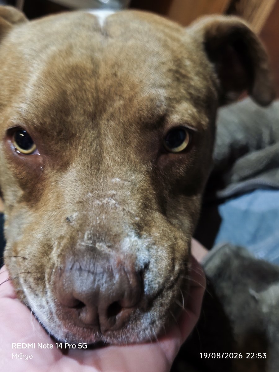 Foto de Perrito