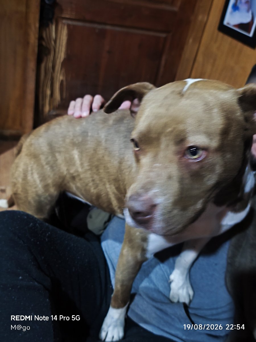 Foto de Perrito