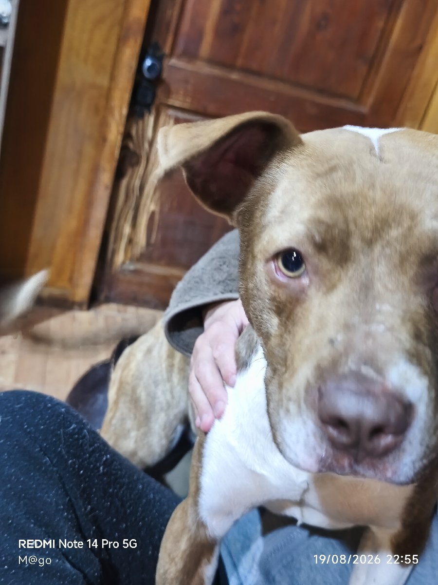 Foto de Perrito