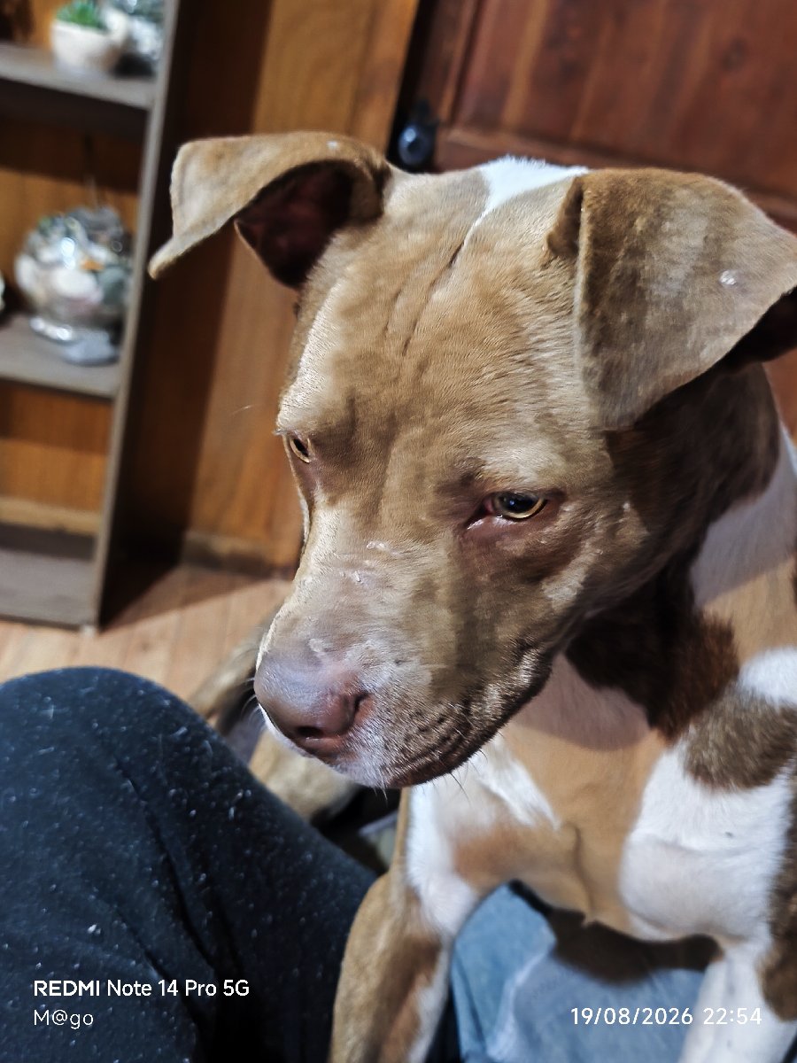 Foto de Perrito