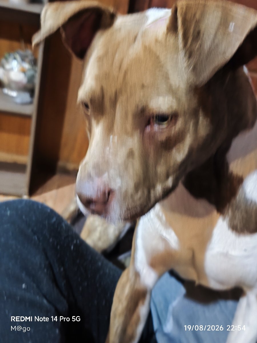 Foto de Perrito