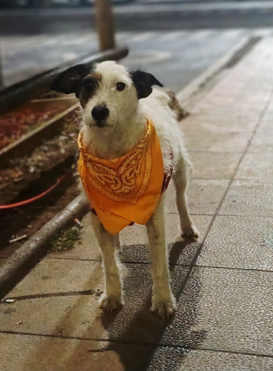Foto de Perrito