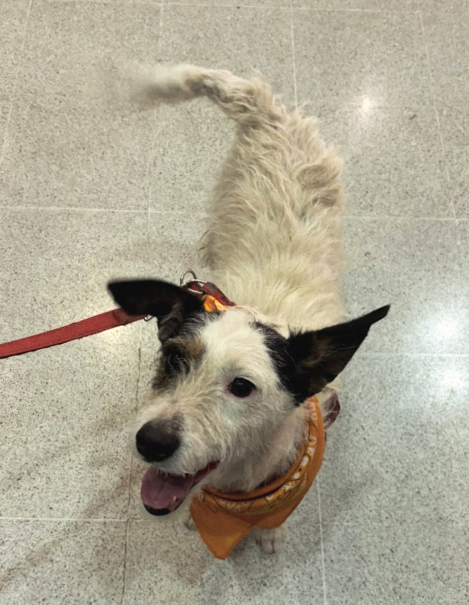 Foto de Perrito