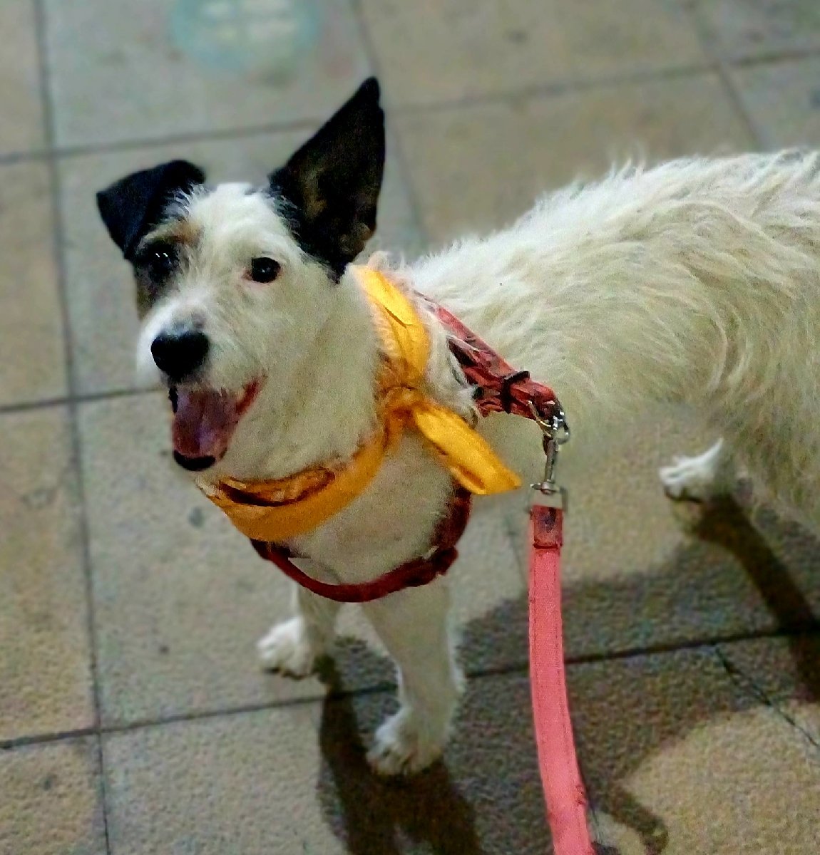 Foto de Perrito