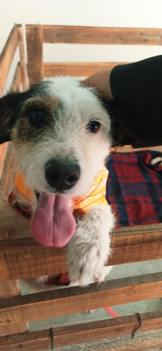 Foto de Perrito