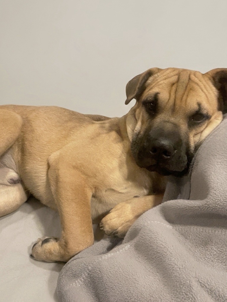 Foto de Blue, perro en adopción en La Reina