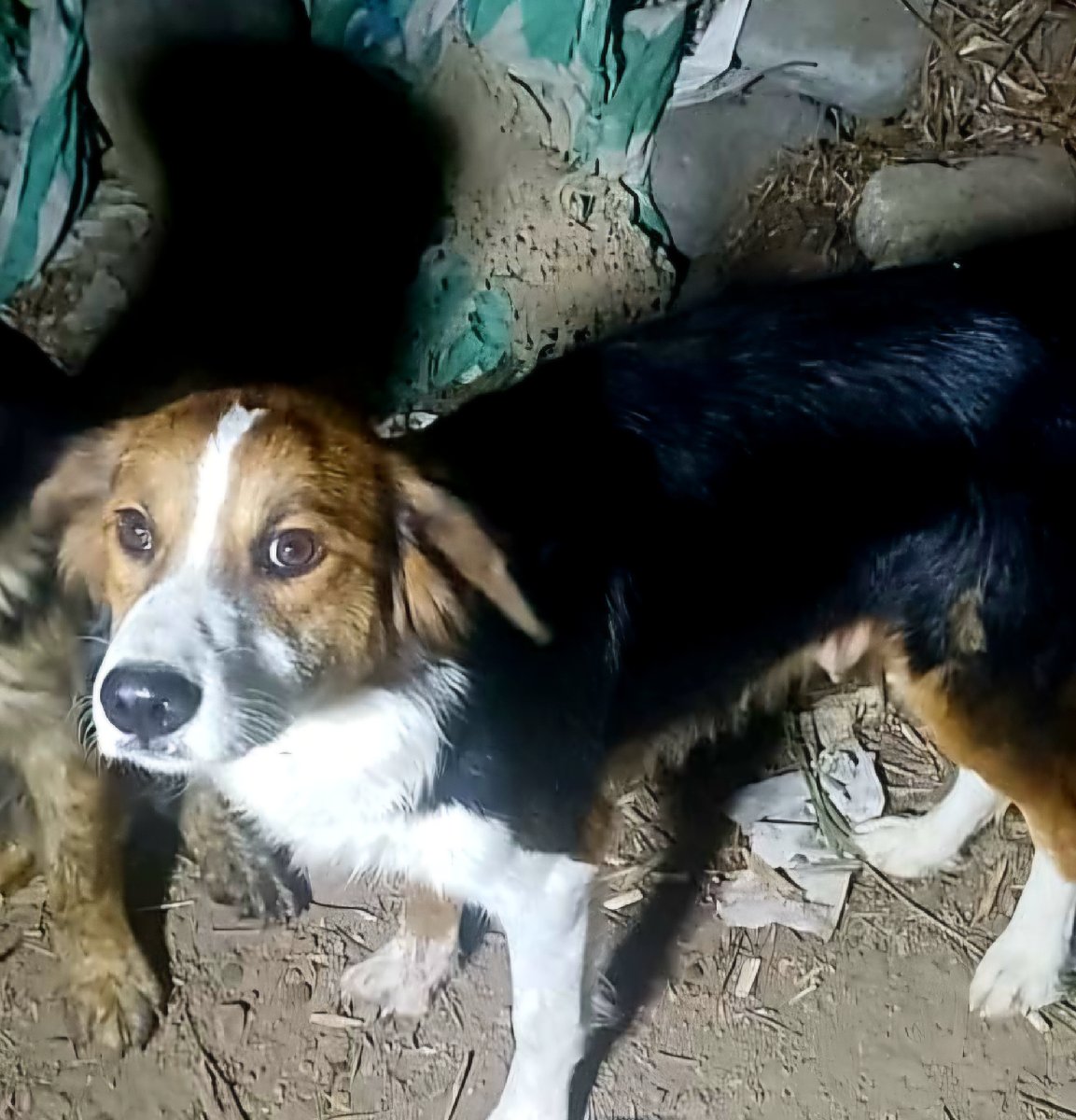 Foto de Perrito