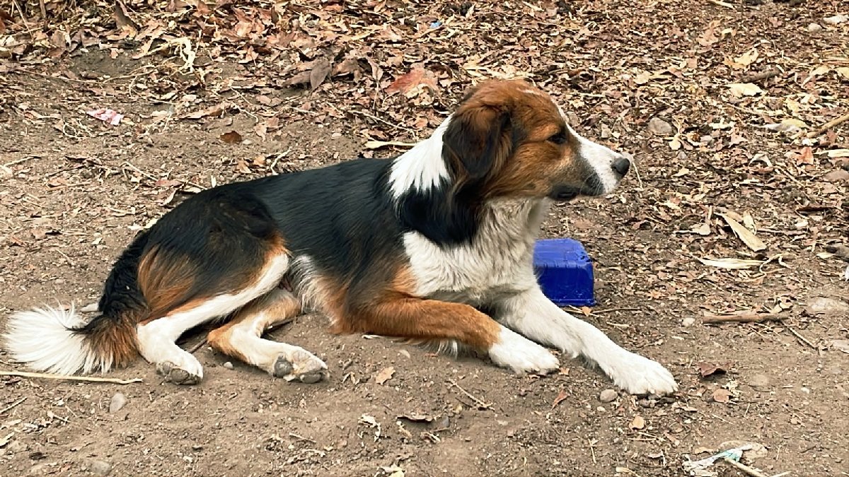 Foto de Perrito
