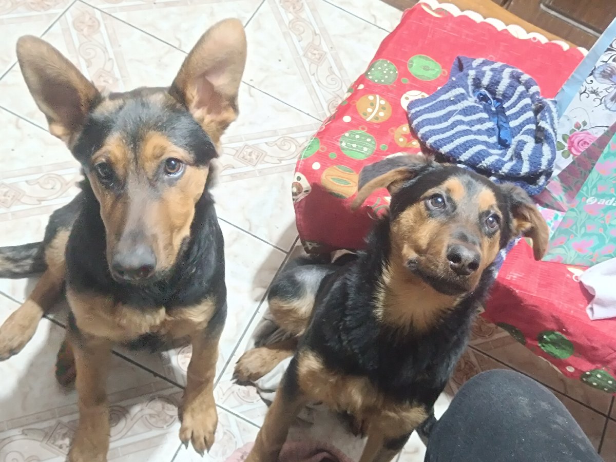 Foto de 🐾 ADOPCIÓN CONJUNTA URGENTE PARA DOS HERMANOS 🐾, perro en adopción en El Bosque