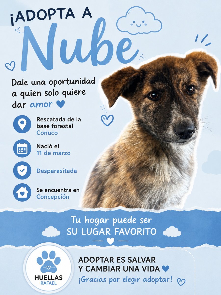 Foto de Nube ☁️, perro en adopción en Concepción