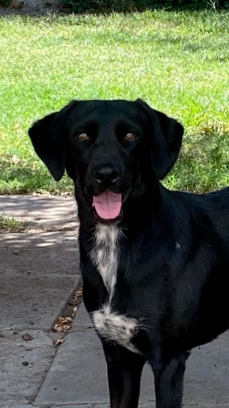 Foto de Perrito