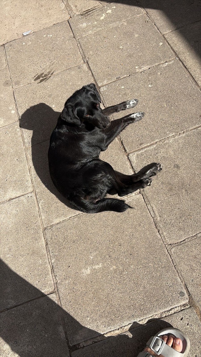 Foto de Perrito