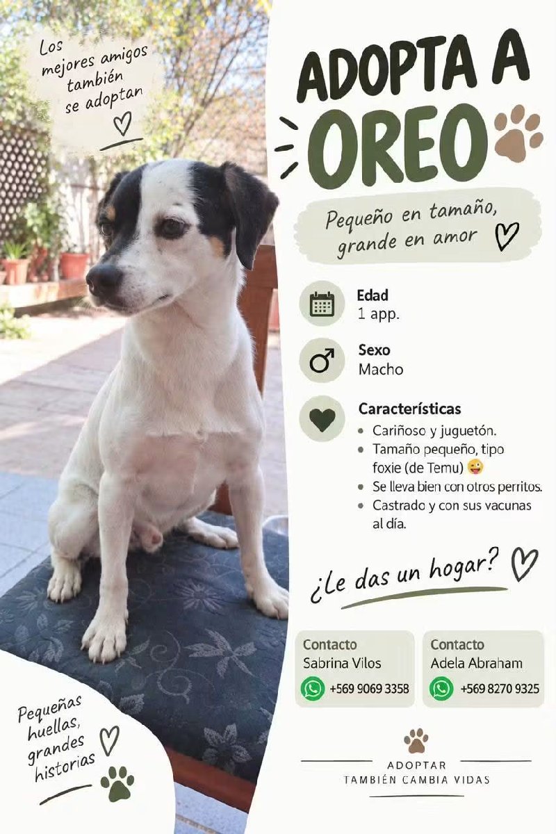 Foto de Perrito, perro en adopción en Estación Central