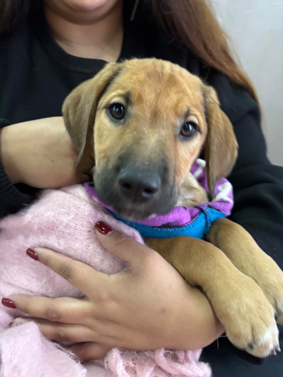 Foto de kira