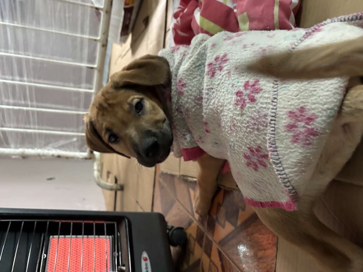 Foto de kira