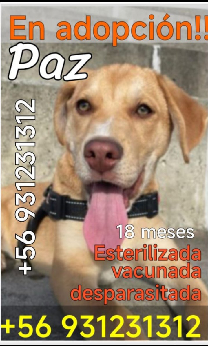 Foto de Perrito, perro en adopción en Valparaíso