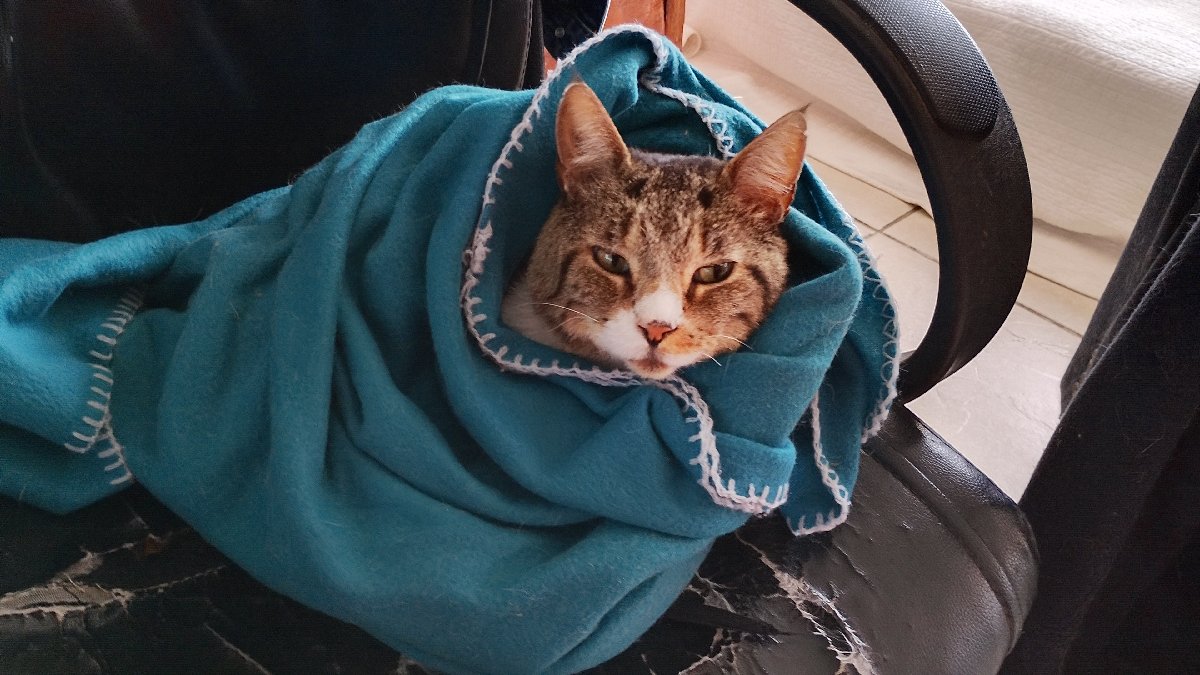 Foto de Gatito