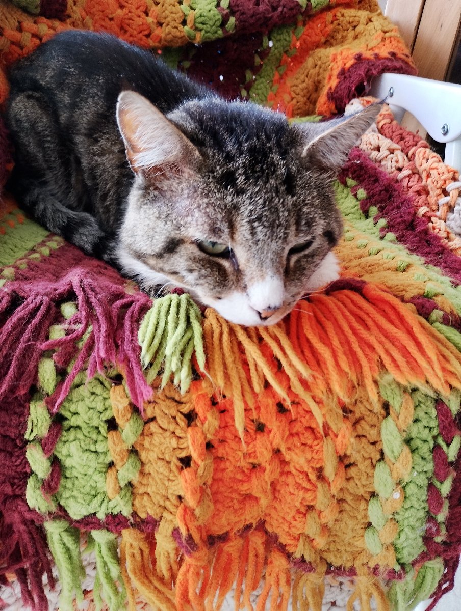 Foto de Gatito