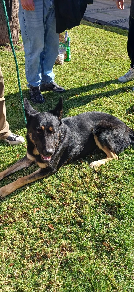 Foto de Balto
