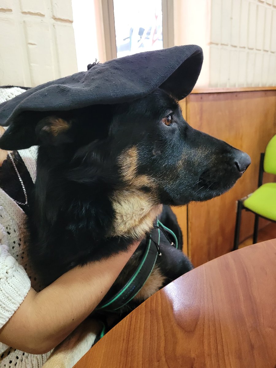Foto de Balto