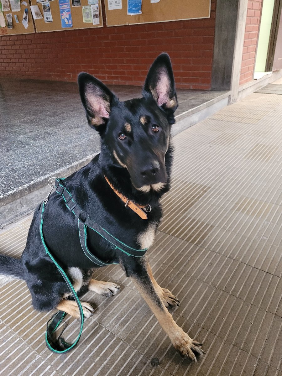 Foto de Balto