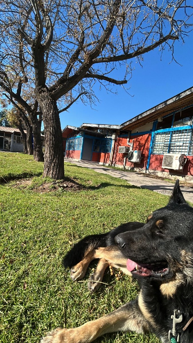 Foto de Balto