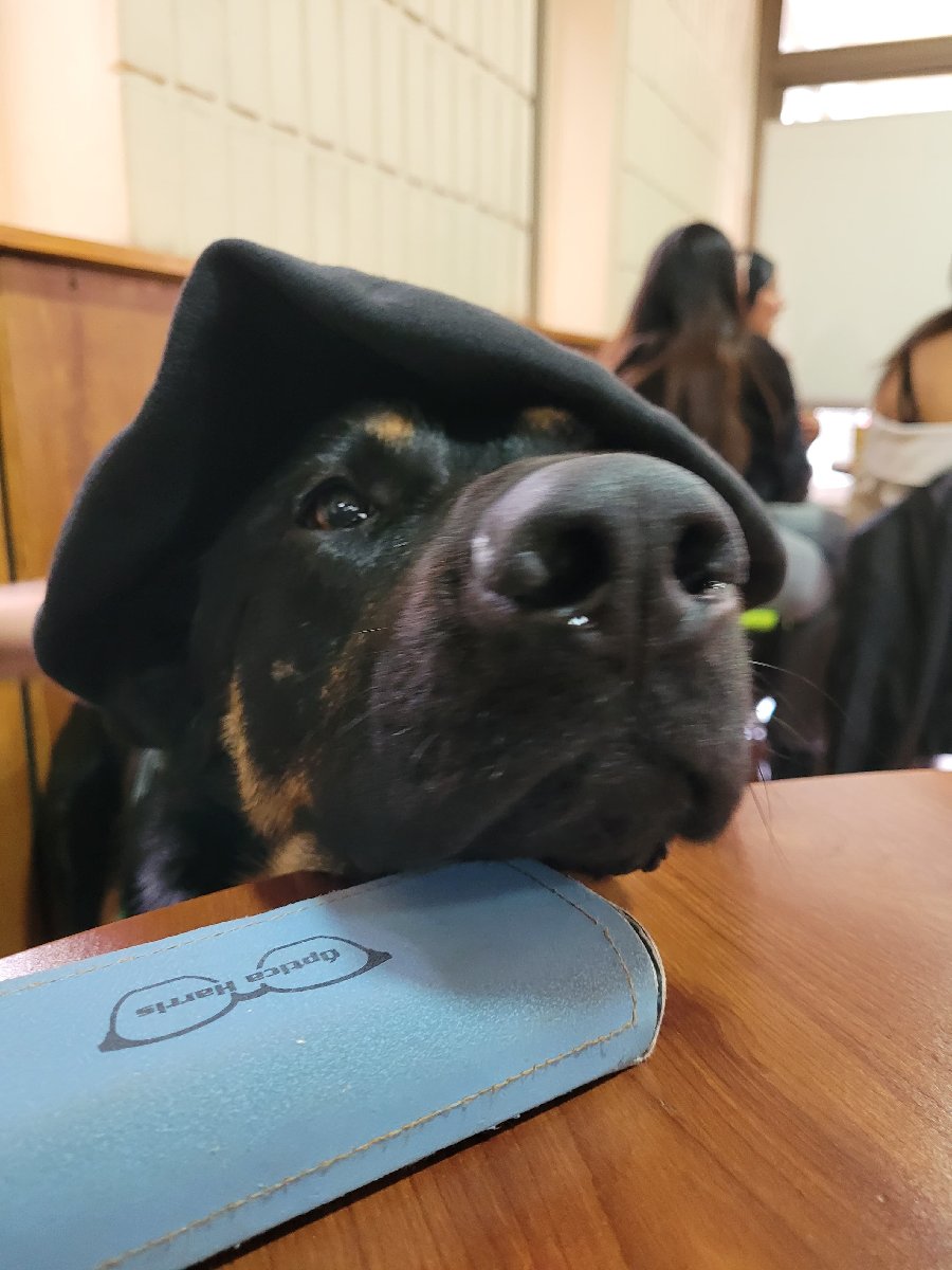 Foto de Balto
