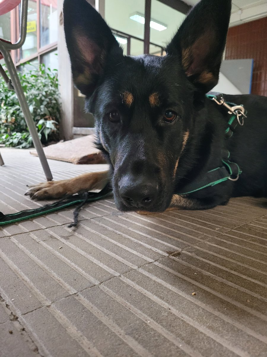 Foto de Balto
