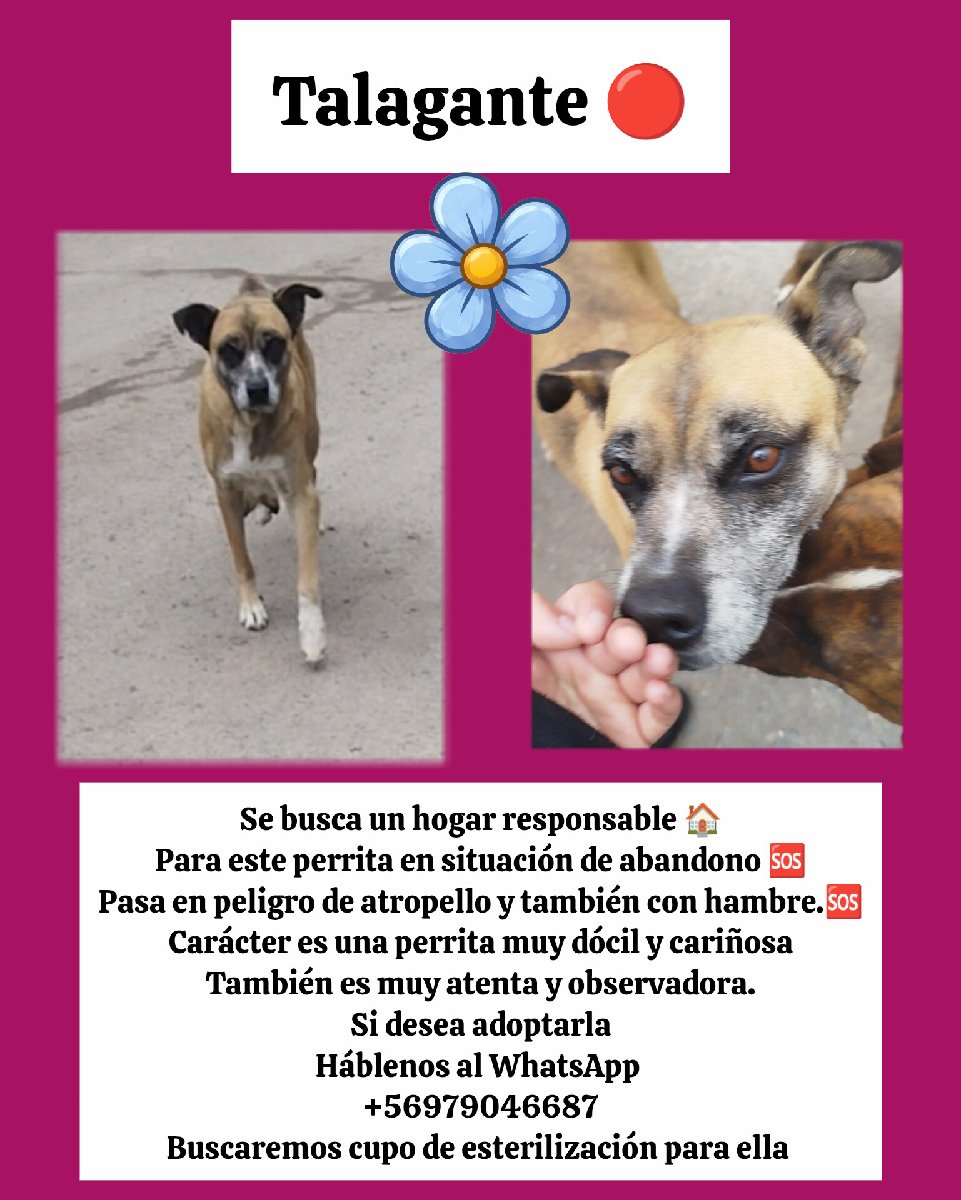 Foto de Perrito