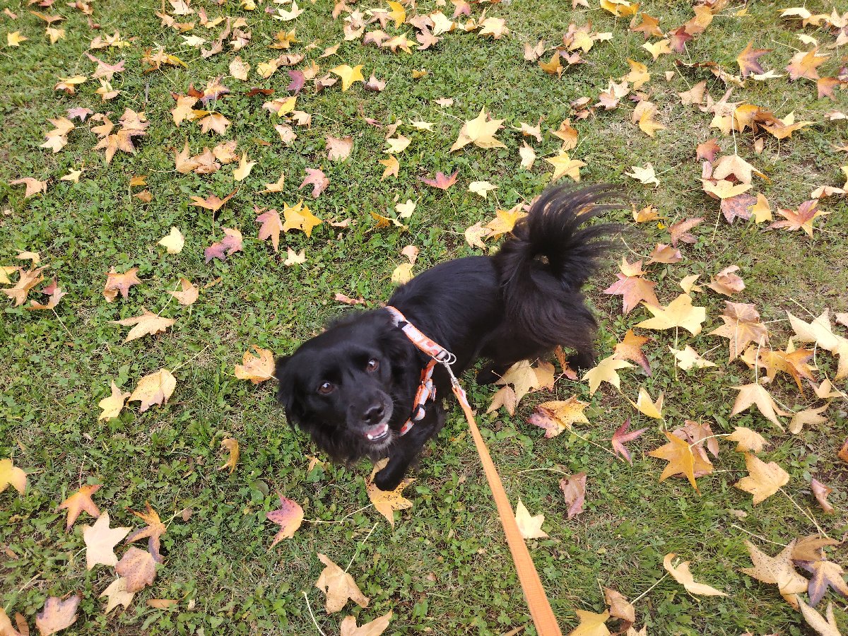 Foto de Manji, perro en adopción en Teno