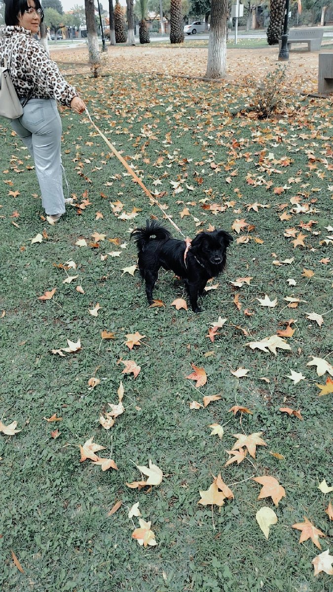 Foto de Manji