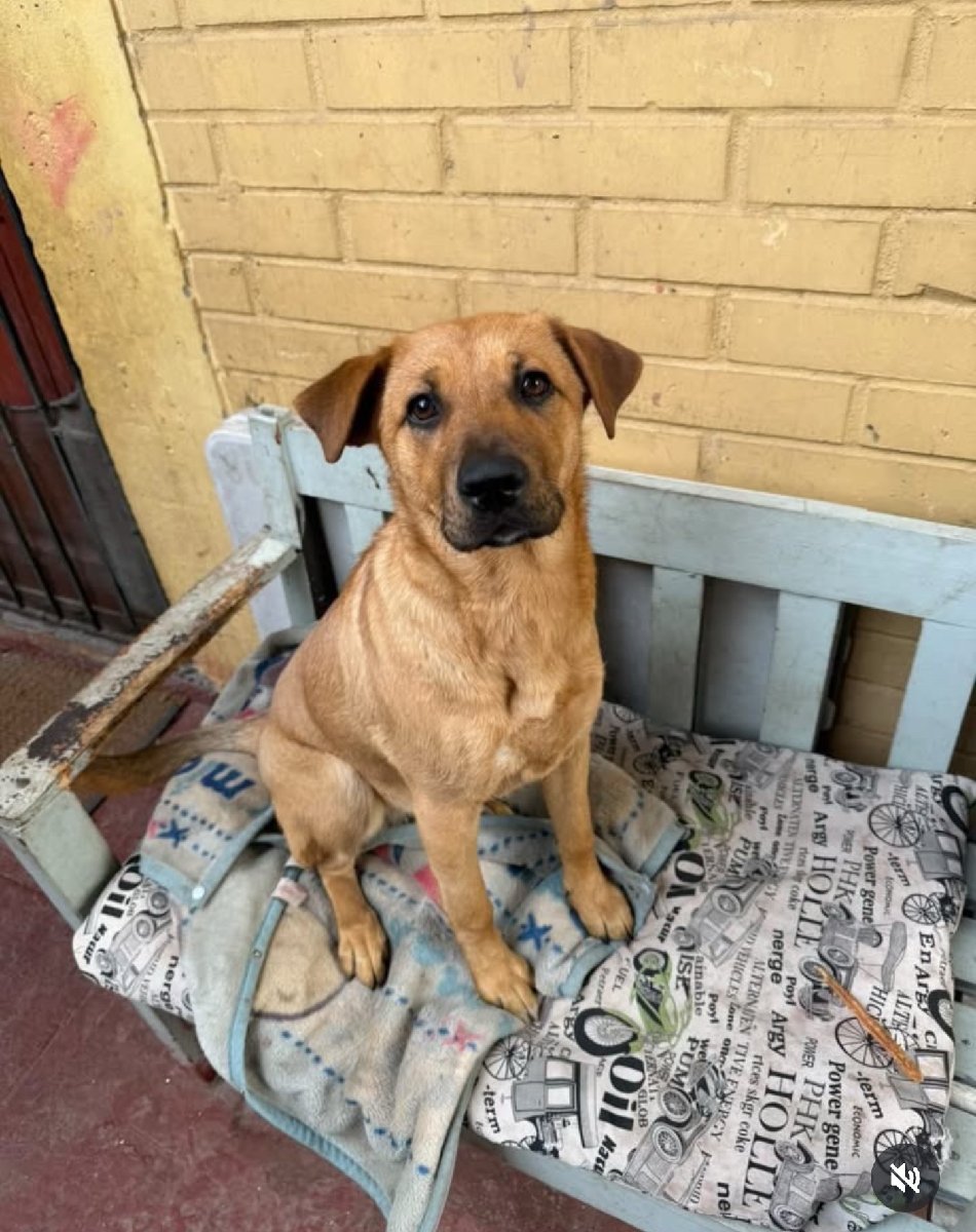 Foto de ramona