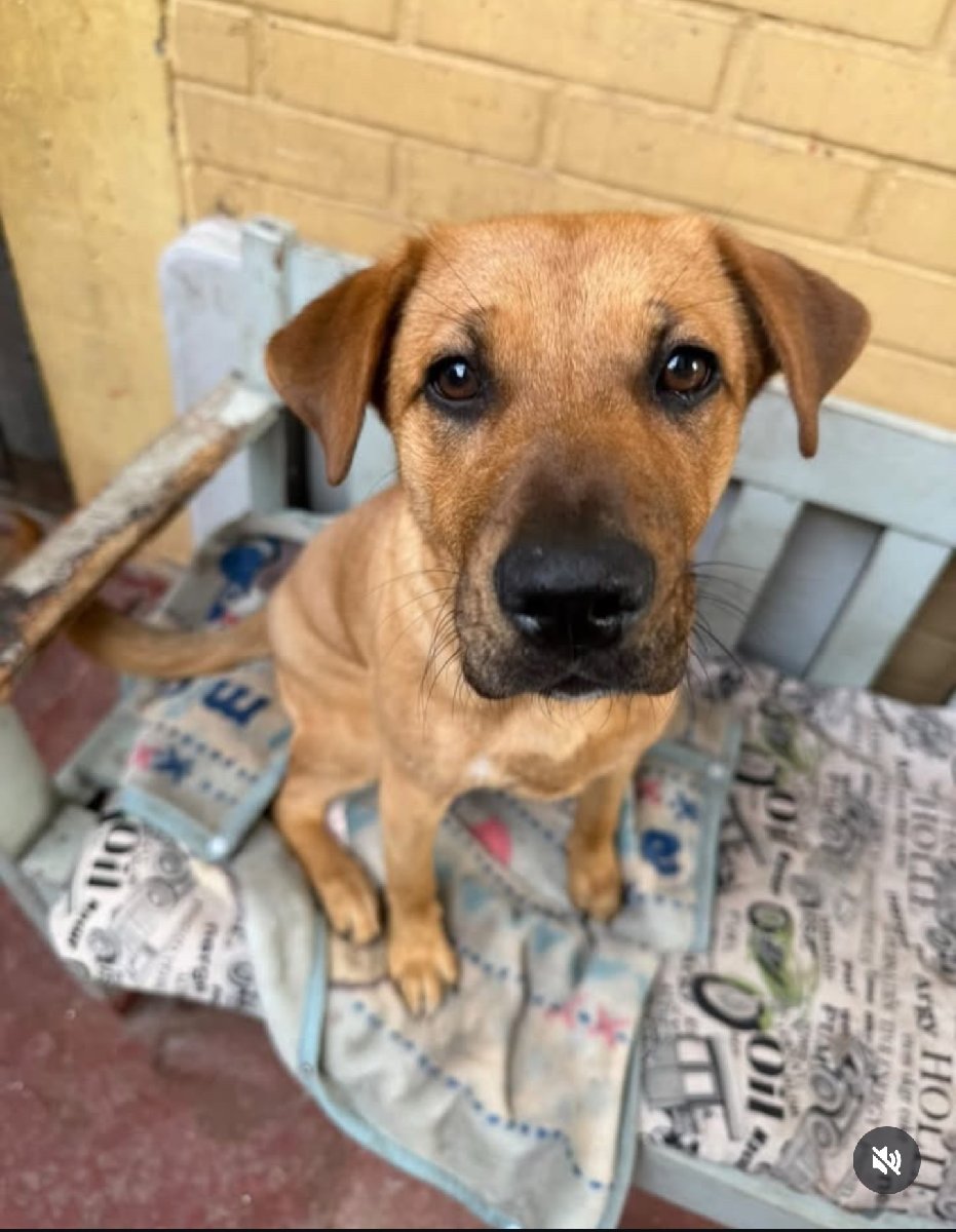 Foto de ramona