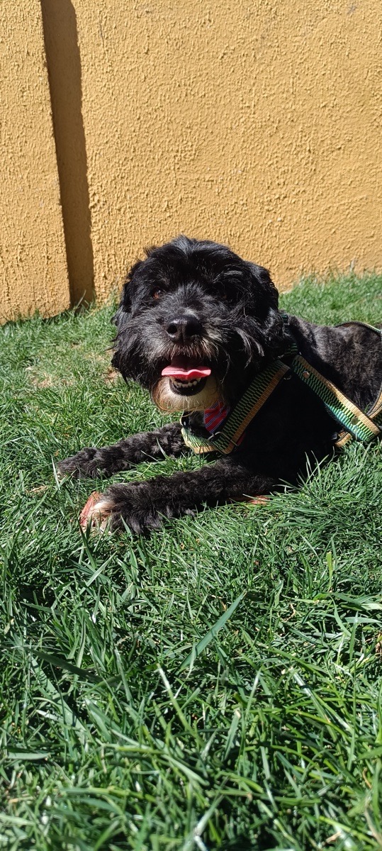 Foto de chascas, perro en adopción en Puente Alto
