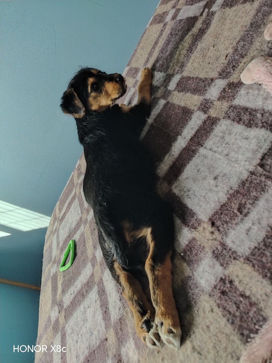 Foto de Perrito, perro en adopción en Quillón