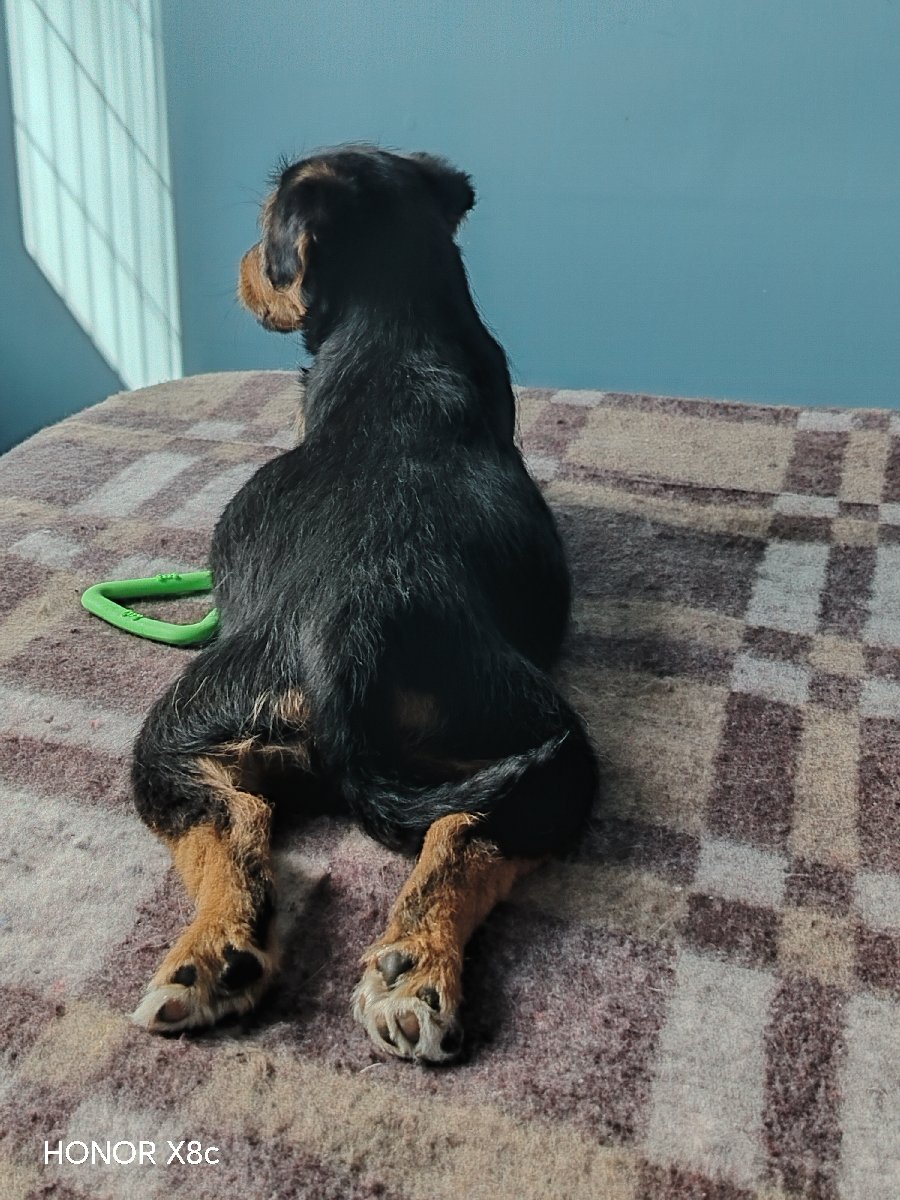 Foto de Perrito