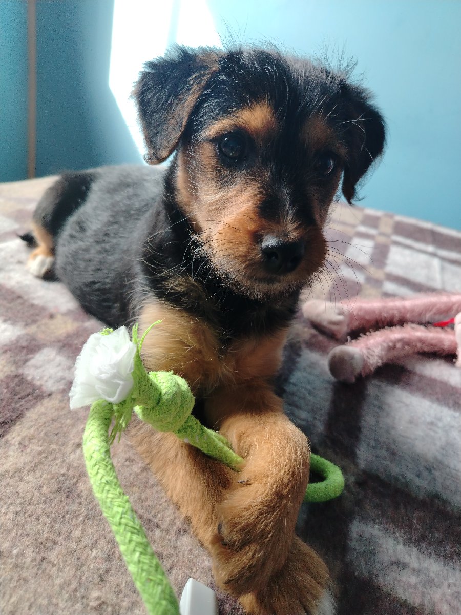 Foto de Perrito