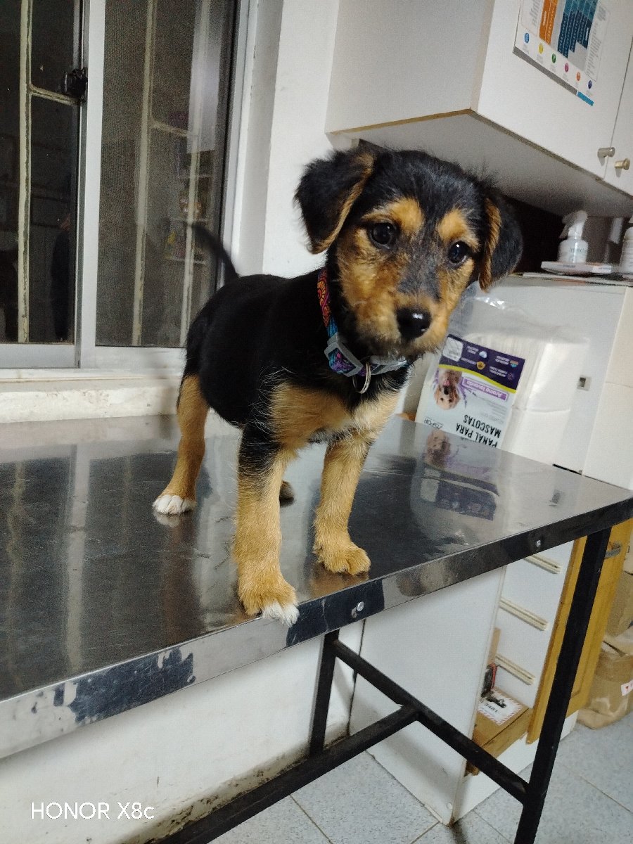 Foto de Perrito