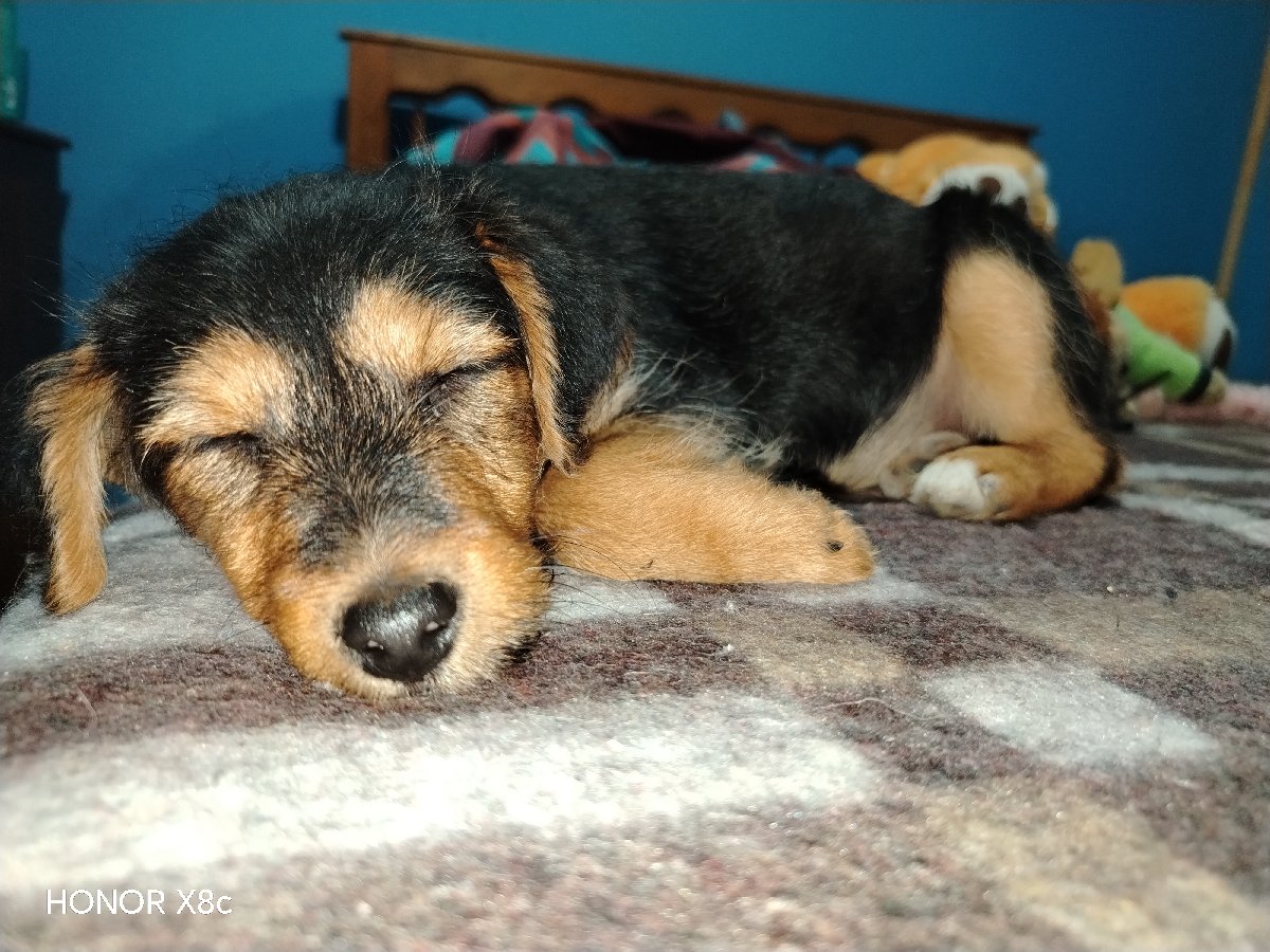 Foto de Perrito